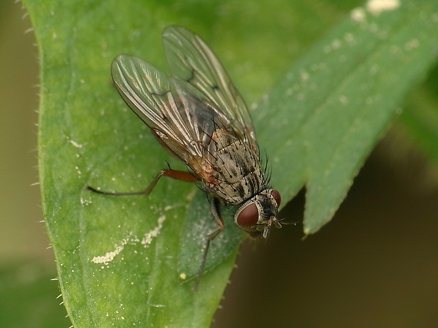 slnivka Phaonia trimaculata