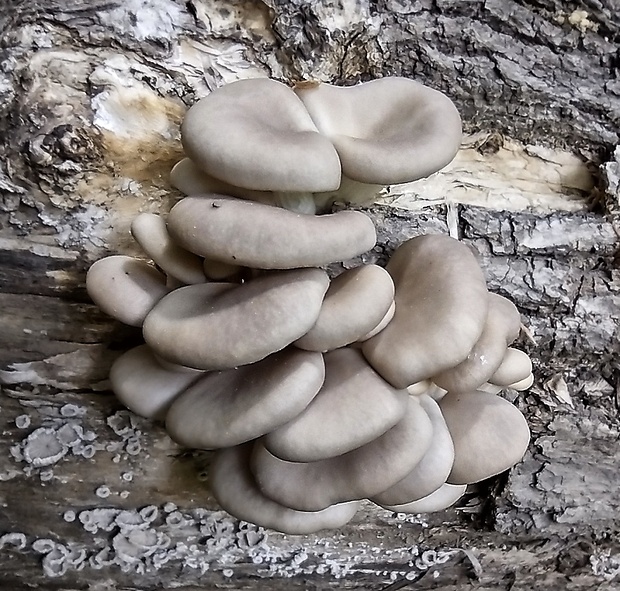 hliva buková Pleurotus ostreatus (Jacq.) P. Kumm.