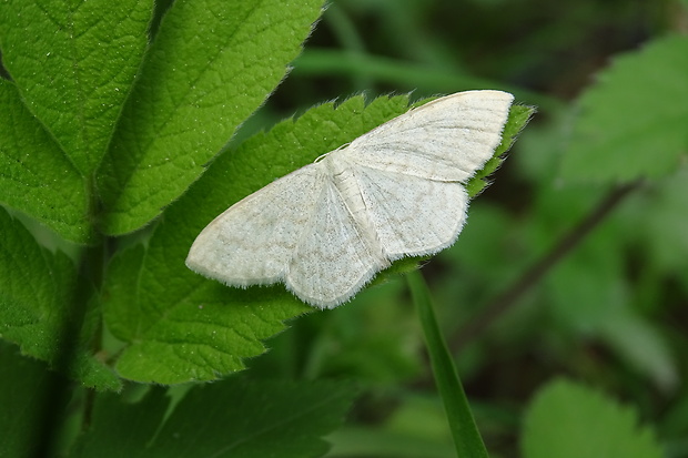 piadica marinková Scopula floslactata