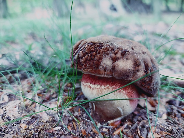 hríb zrnitohlúbikový Sutorius luridiformis (Rostk.) G. Wu & Zhu L. Yang