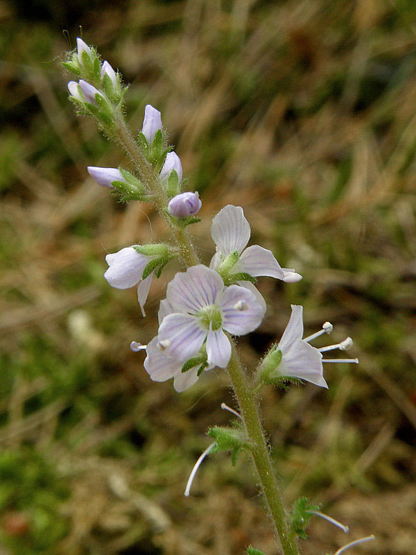 veronika lekárska Veronica officinalis L.