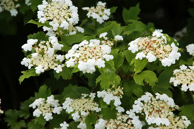 kalina obyčajná Viburnum opulus L.