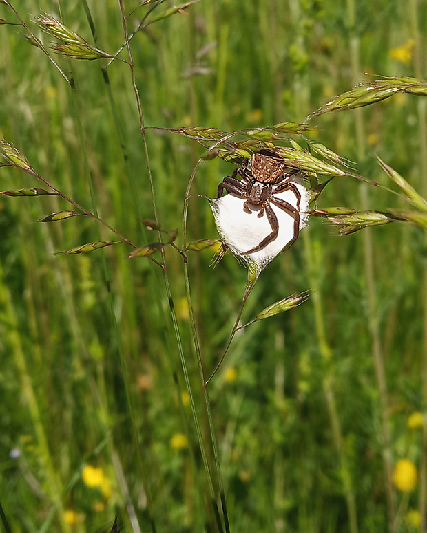 kvetárik  Xysticus bifasciatus