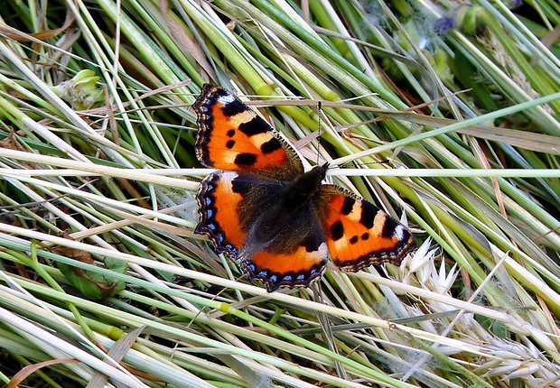 babôčka pŕhľavová Aglais urticae