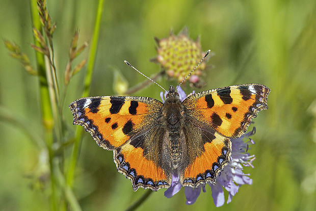 babôčka pŕhľavová Aglais urticae