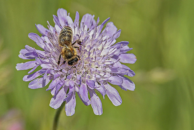 včela medonosná, robotníčka  Apis mellifera