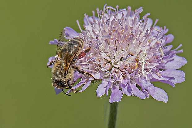 včela medonosná, robotníčka  Apis mellifera