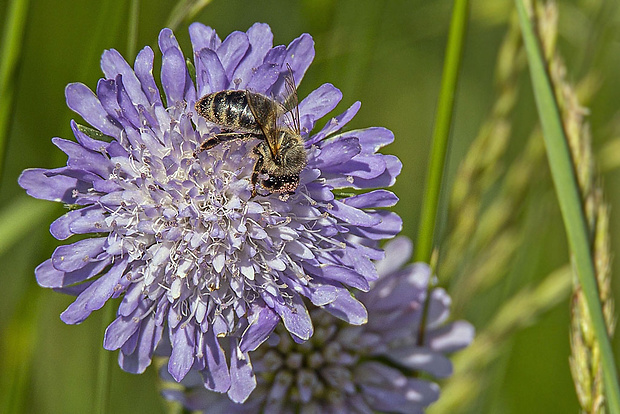 včela medonosná, robotníčka   Apis mellifera