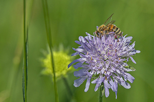 včela medonosná, robotníčka  Apis mellifera