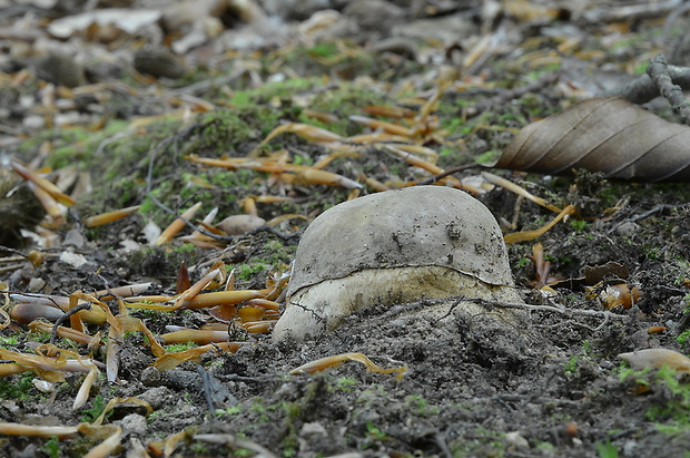 hríb dubový Boletus reticulatus Schaeff.