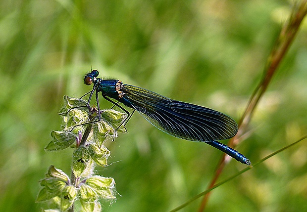 hadovka obyčajná Calopteryx virgo