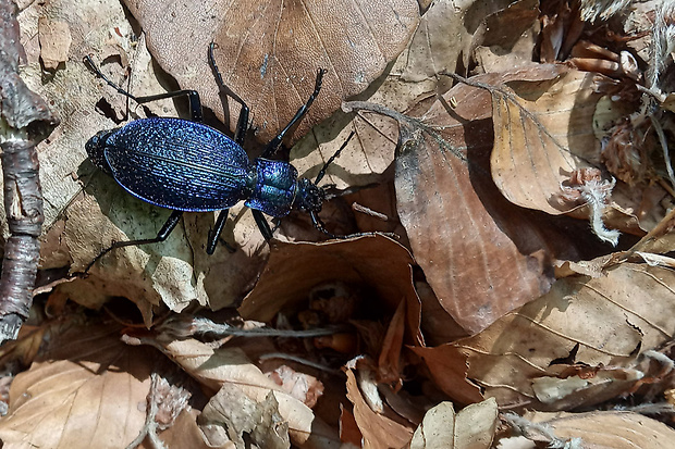 bystruška vráskavá  Carabus intricatus