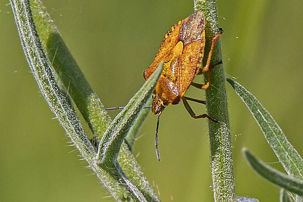 bzdocha Carpocoris purpureipennis