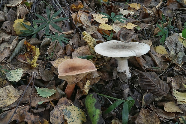 strmuľka inovaťová Clitocybe nebularis (Batsch) P. Kumm.