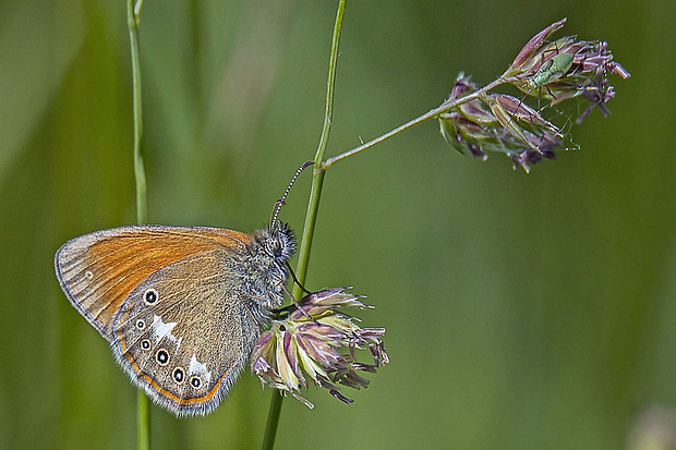 očkáň traslicový  Coenonympha glycerion