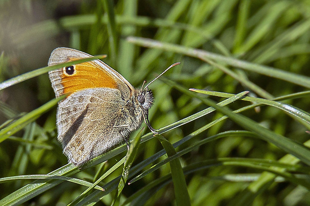 očkáň pohánkový Coenonympha pamphilus