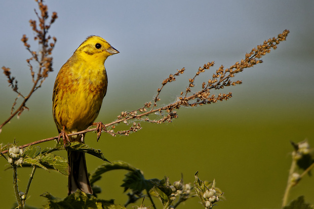 strnádka žltá Emberiza citrinella