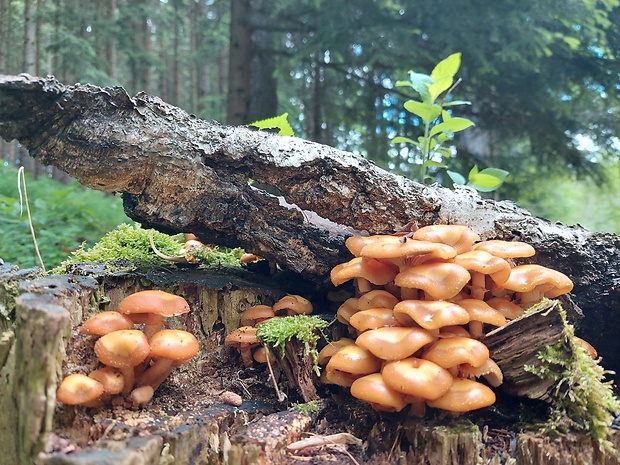 šupinačka menlivá Kuehneromyces mutabilis (Schaeff.) Singer & A.H. Sm.