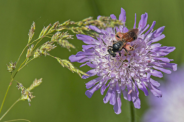 včielka obyčajná  Lasioglossum cf. calceatum