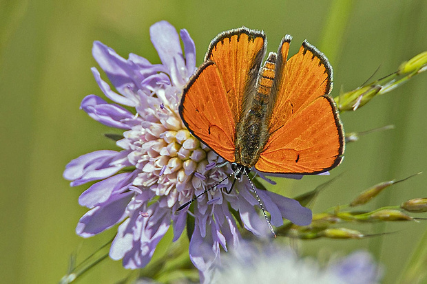 ohniváčik veľký  Lycaena dispar