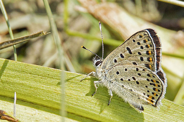 ohniváčik čiernoškvrnný  Lycaena tityrus