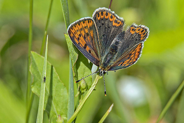 ohniváčik čiernoškvrnný  Lycaena tityrus