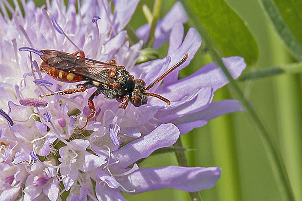 nomáda  Nomada cf. sexfasciata