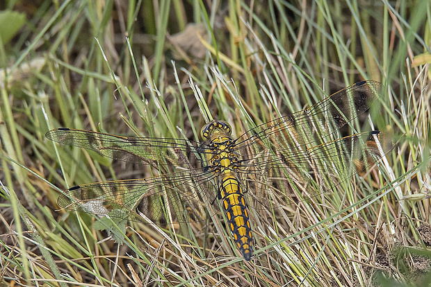 vážka rybničná, samica Orthetrum cancellatum