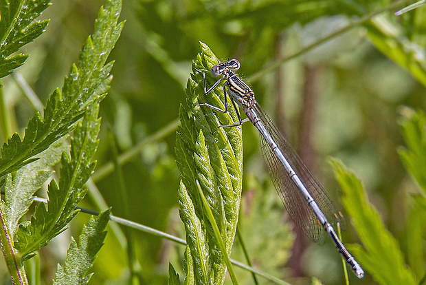 šidielko ploskonohé, samec Platycnemis pennipes