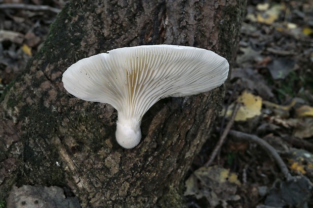 hliva dubová Pleurotus dryinus (Pers.) P. Kumm.