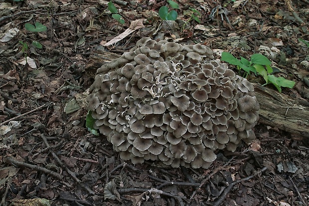 trúdnik klobúčkatý Polyporus umbellatus (Pers.) Fr.