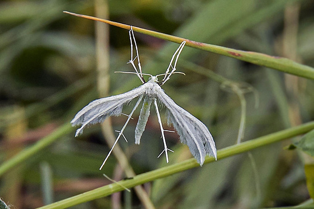 pierkavec povojový  Pterophorus pentadactyla