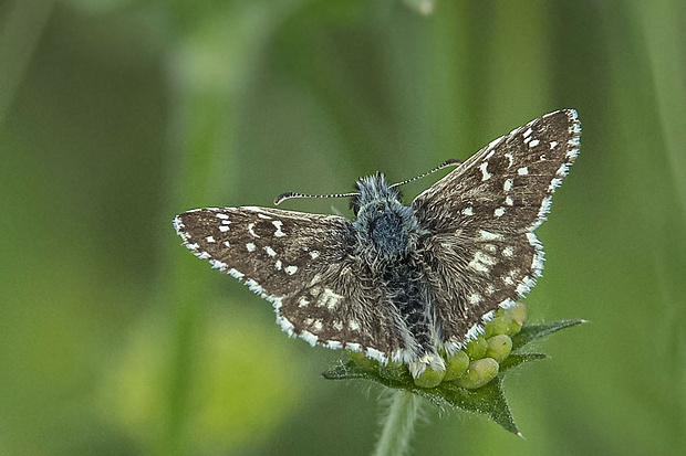 súmračník jahodový  Pyrgus malvae