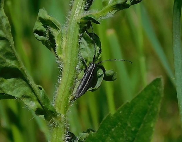 vrzúnik Agapanthia cardui