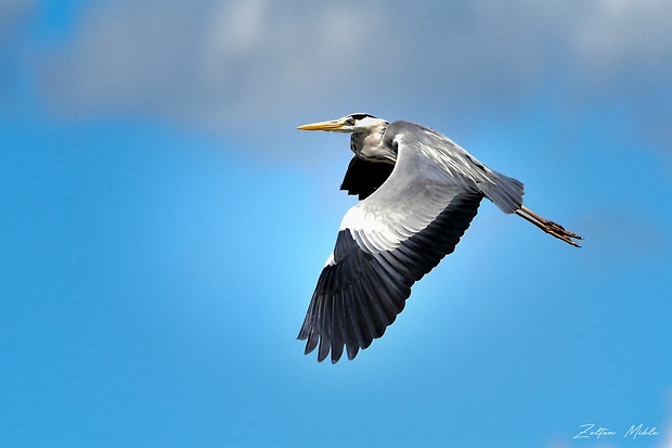 volavka popolavá Ardea cinerea