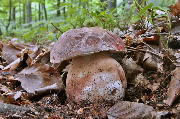 hríb sosnový Boletus pinophilus Pil. et Dermek in Pil.