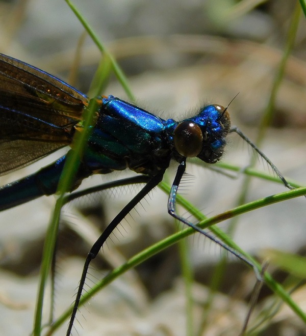 hadovka obyčajná Calopteryx virgo