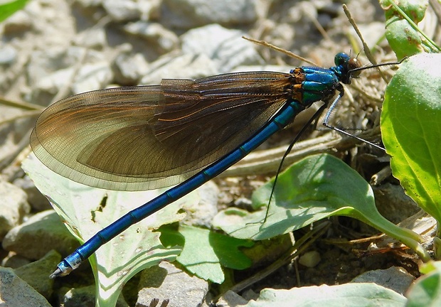 hadovka obyčajná Calopteryx virgo