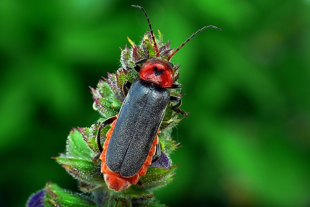 snehuľčík obyčajný (sk) / páteříček lesní (cz) Cantharis rustica (Fallén, 1807)