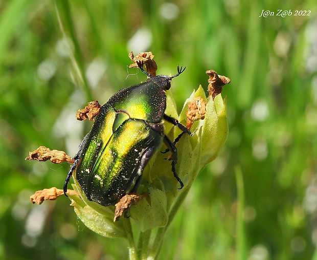 zlatoň obyčajný  Cetonia aurata