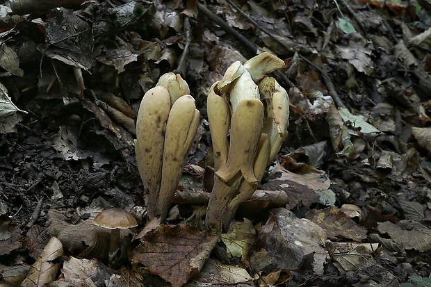 kyjak obrovský Clavariadelphus pistillaris (Fr.) Donk