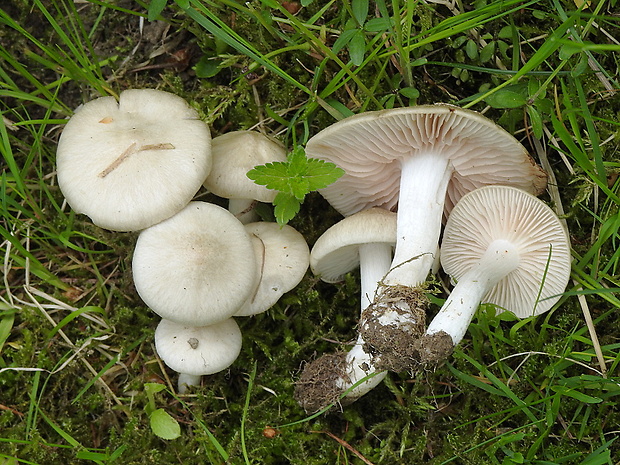 hodvábnica krémová Entoloma sepium (Noulet & Dass.) Richon & Roze