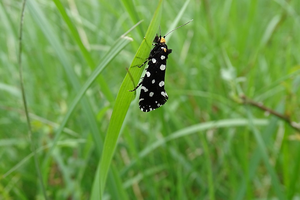 moľa ozdobná Euplocamus anthracinalis