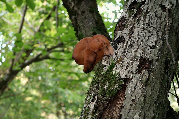 ušiak mitrovitý Gyromitra infula (Schaeff.) Quél.