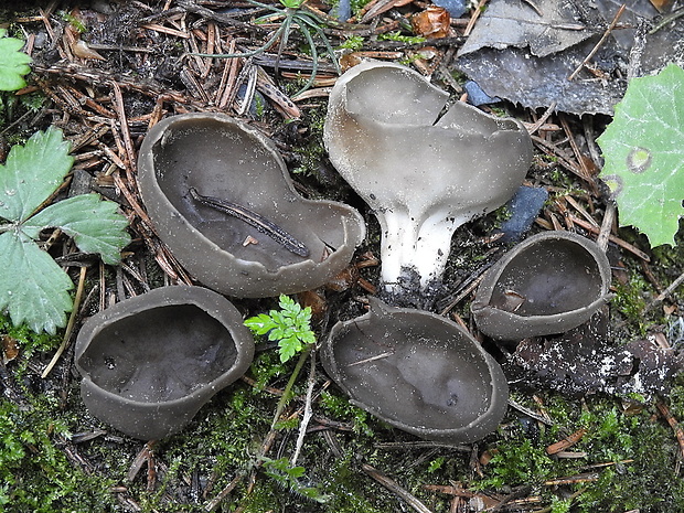 chriapač voňavý  Helvella confusa Harmaja