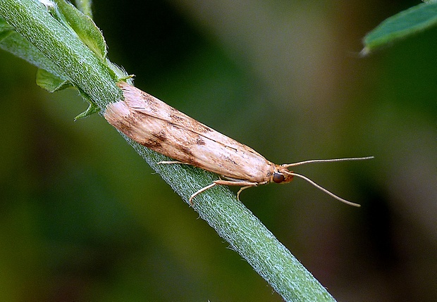 vijačka skorocelová Homoeosoma sinuella