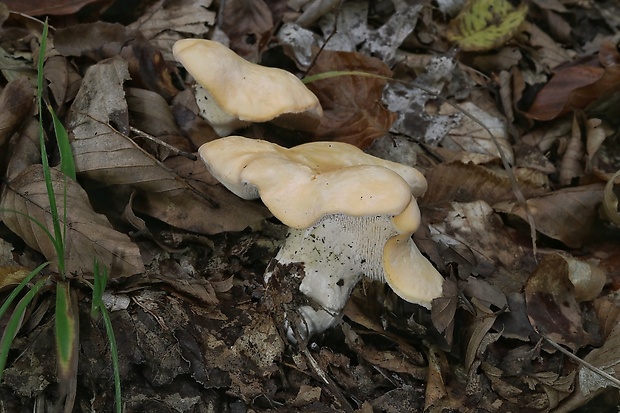 jelenka poprehýbaná Hydnum repandum L.