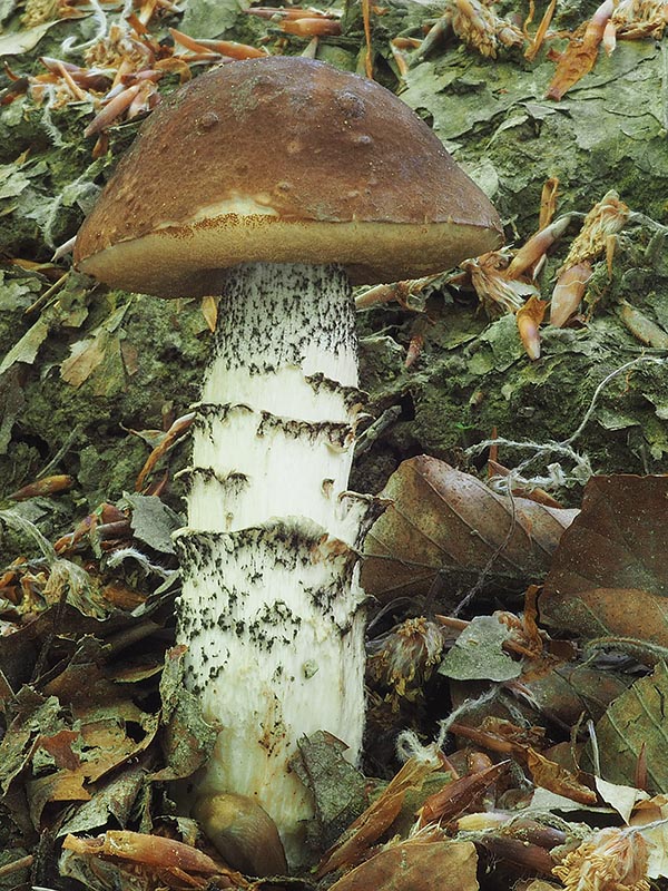 kozák brezový Leccinum scabrum (Bull.) Gray