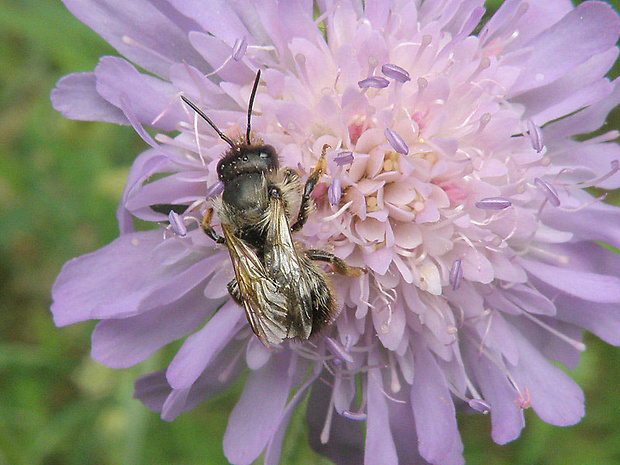 čalúnnica  Lithurgus cornutus