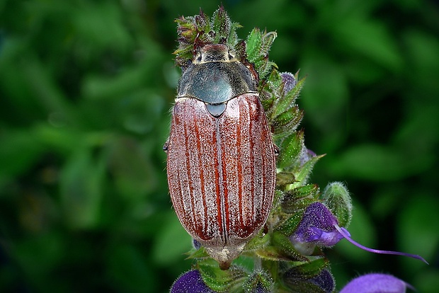 chrúst obyčajný (sk) / chroust obecný (cz) Melolontha melolontha (Linnaeus, 1758)